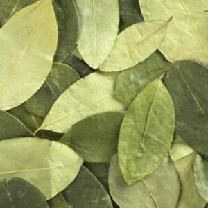 coca plant leaves for sale