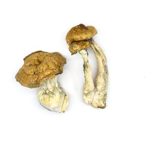 DC Mak Magic Mushrooms