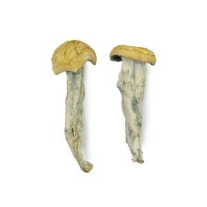 Fo Dawg Magic Mushrooms For Sale