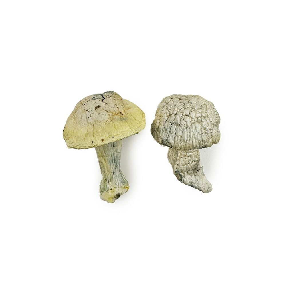 Iceberg Magic Mushrooms