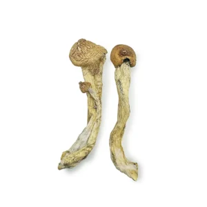 Penis Envy 7 Magic Mushrooms
