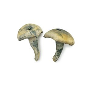 Albino Thai Lipa Yai Magic Mushrooms