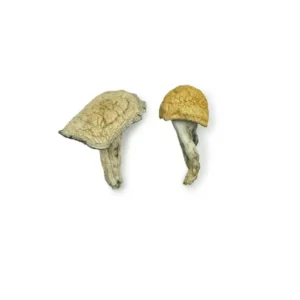 Creature 801 Magic Mushrooms