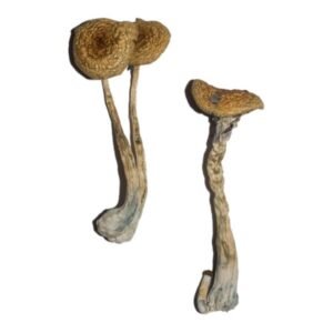 Penis Envy 6 Magic Mushrooms