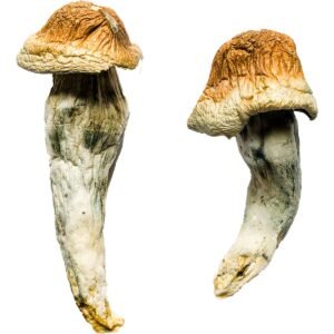 Penis Envy XL Magic Mushrooms